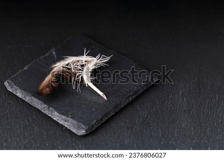 The concept of the completion of the necessity of the authors of the texts. A broken feather lies on a dark background.