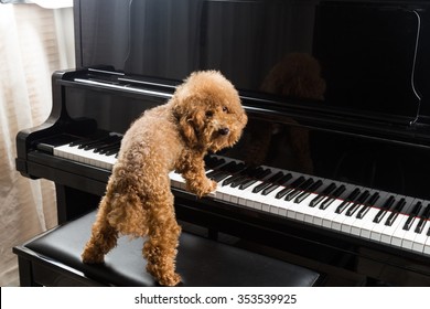 Concept of cute poodle dog prepared to play upright grand piano at home