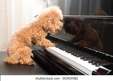 787 Dog Playing Piano Images, Stock Photos & Vectors | Shutterstock