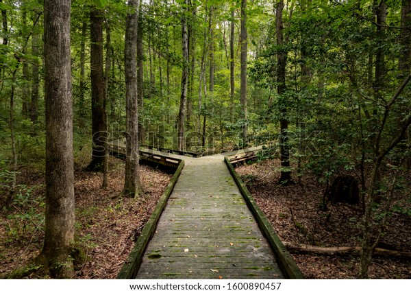Concept of decision or choice using a\
wooden boardwalk in dense forest in Great Dismal\
Swamp