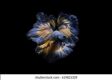 Concept design. Powerful Images that showcase the graceful movements of betta fish thailand.
