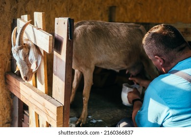 Concept of development of individual livestock in rural settlements. Adult farmer man milking goat in barn indoor. Real people model. Small business. Fresh organic produce from the village.