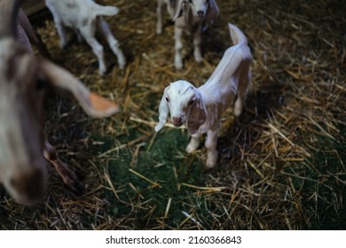 Concept of development of individual livestock in rural settlements. Cute yeanling in barn. Farm animal feeding. Dark mood.