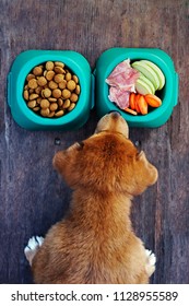 The Concept. The Dog Chooses Between Natural Food And Ready-made Industrial Food