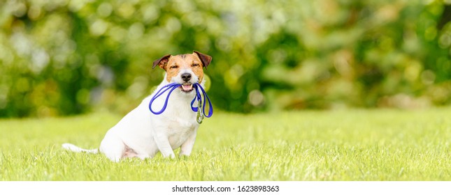 Concept of dog walking and pet sitting with dog holding leash in mouth