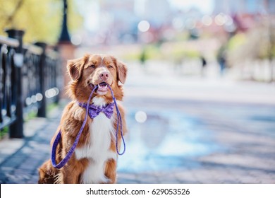Concept of dog walking and pet sitting with dog holding leash in mouth. Nova Scotia Duck Tolling Retriever dog  - Shutterstock ID 629053526