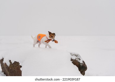 Concept Of Dog Walking In Winter With Pet Dog Wearing Bright Reflective Vest And Holding Leash In Mouth