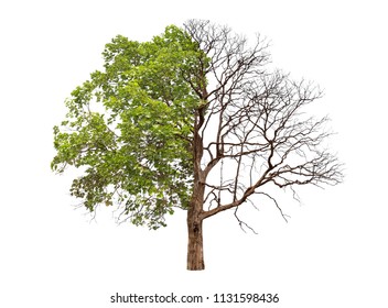 Concept of doubleness. Dead tree on one side and living tree on the different side. Isolated on a white background.
