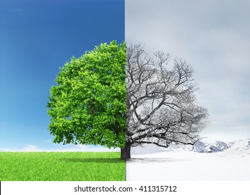 Concept Of Doubleness. Summer And Winter Of Different Sides With Tree On The Center. 