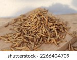 Concept of Dried black soldier fly maggots arranged on a wooden base after being processed from live maggots