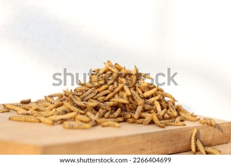 Concept of Dried black soldier fly maggots arranged on a wooden base after being processed from live maggots