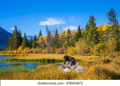 Concept of ecological tourism. The huge black bear has a rest on stones at the lake. Indian summer in the Rocky Mountains of Canada