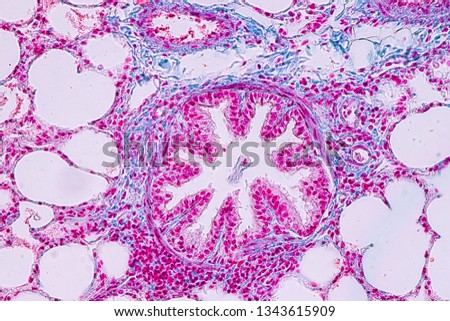 Concept of Education anatomy and Human lung tissue under microscope, The lungs is organs of the respiratory system in humans.