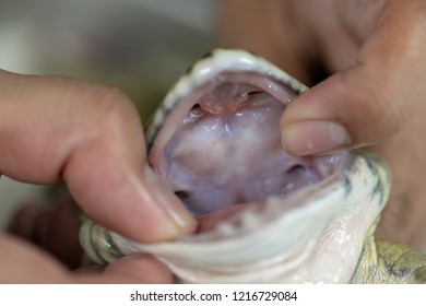 frog mouth dissection lab