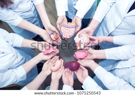 Concept of Education. A Group of Medical Students in Lab Coats Holding the Models of Organs in Their Hands. Top view.