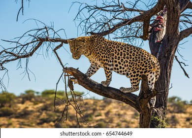  The concept of exotic and extreme tourism. Travel to Namibia. Leopard feeding. Spotted african leopard climbed a tree. The pieces of meat for him are laid out on the branches