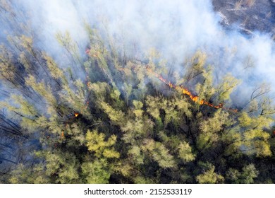 The Concept Of Forest Fires. Burning Forest Top View Aerial View. White Smoke Is Coming From The Forest