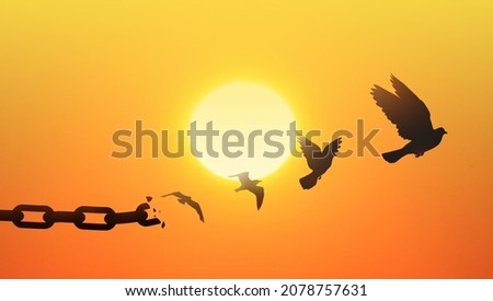 Concept of Freedom with chains breaking and turning into a free dove that flies away at sunset. Liberty Concept