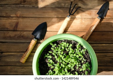 The Concept Of The Garden Shovels And Rakes And Pots With Flower Seedlings As A Hobby. Harvesting For Agricultural Articles