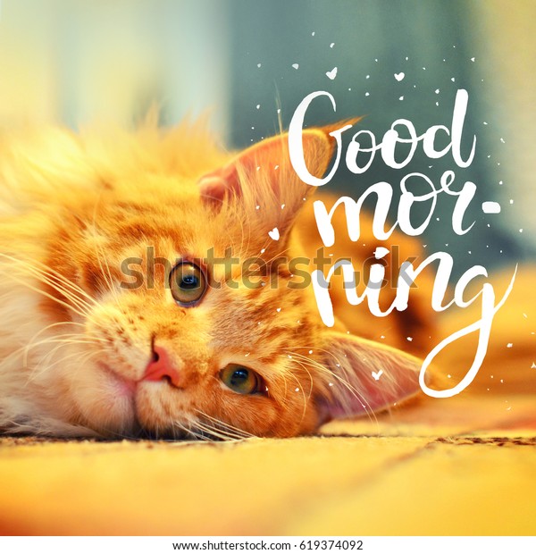 Concept Good Morning Beautiful Red Cat Royalty Free Stock Image