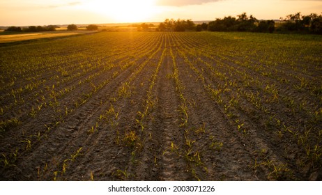 6,677 Native soil Images, Stock Photos & Vectors | Shutterstock