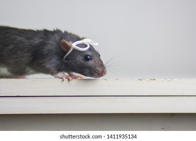 The Concept Of Healthy Vision. Gray Mouse With Glasses On His Head. Rat Looks. Rodent On A Light Background.