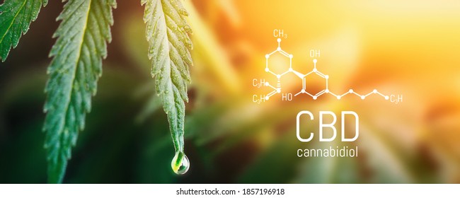 Konzept Hanf Öl, CBD Chemical Formel, Cannabis Öl, Medizinisches Kräuterkonzept. Cannabidiol oder CBD molekulare strukturelle chemische Formel. Schöner Hintergrund von Cannabis, der Ort für Kopienraum.