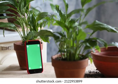 Concept Of Home Garden. Spring Time.  Vlogger Recording Webinar. Using Smartphone,  Green Screen . Online Leaning.