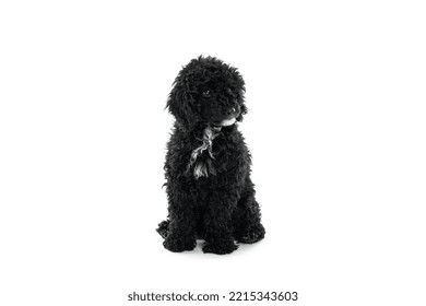 Concept Of Home Pet, Black Toy Poodle, Isolated On White Background