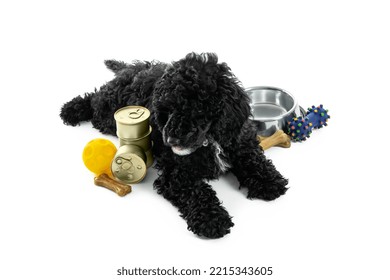 Concept Of Home Pet, Black Toy Poodle, Isolated On White Background