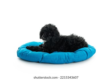 Concept Of Home Pet, Black Toy Poodle, Isolated On White Background