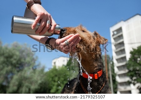 The concept of hot weather and a pet. Hands holding a bottle and giving water to a dog in an urban environment. Breed Airedale Terrier.