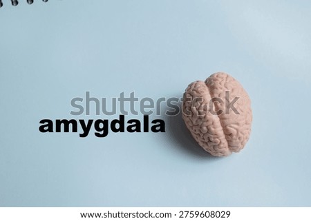 Concept of human brain and amygdala write on sticky notes isolated on Wooden Table.