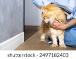 The concept of hygiene and care for pets. Closeup of woman combing fur Maine Coon cat with brush on the floor. Female taking care of pet removing hair at home. Cat combing wool, hygiene concept.