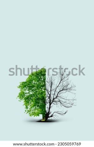 The concept image of ecology. Half alive and half dead tree. Environment concept. Global warming