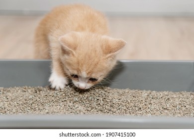 The concept of ingesting a little kitten to the toilet in a tray. A small red kitten looks at a tray with a filler