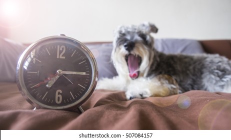 The concept of Just wake up and It's time for say good morning on the bed, feeling so sleepy and shown the action of yawn by schnauzer dogs