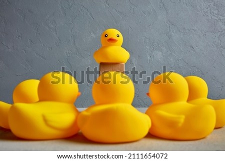 Concept of leadership or political campaign speech. A group of ducks listening to their leader.