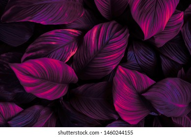 The concept of leaves of Cannifolium spathiphyllum, abstract dark purple surface, natural background, tropical leaves