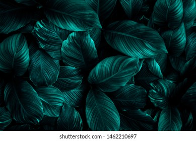 The concept of leaves of Cannifolium spathiphyllum, abstract dark green surface, natural background, tropical leaves
