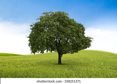 Concept of life. Big alone tree in the field. Tree of life.