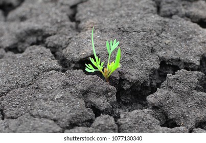 Concept of a life and purpose. Lonely green sprout breaks through the dry earth. Ecology and environment background.  - Shutterstock ID 1077130340