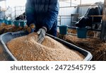 Concept livestock farm with organic cattle. Farmer holding mixture food of corn and wheat and giving them to cows in barn farm.