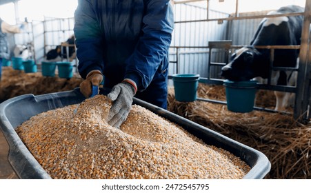 Concept livestock farm with organic cattle. Farmer holding mixture food of corn and wheat and giving them to cows in barn farm. - Powered by Shutterstock