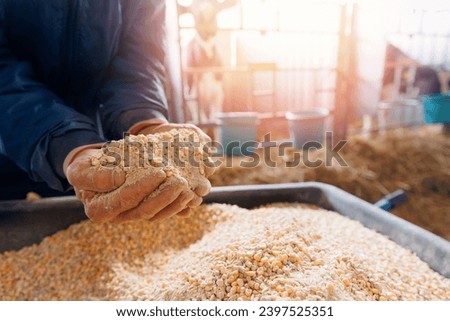 Concept livestock farm with organic cattle. Farmer holding mixture food of corn and wheat and giving them to cows in barn farm.