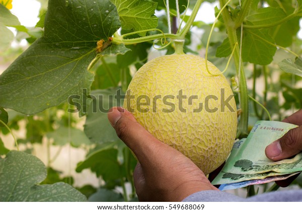 Concept Melons Rich Hand Money Stock Photo 549688069 Shutterstock