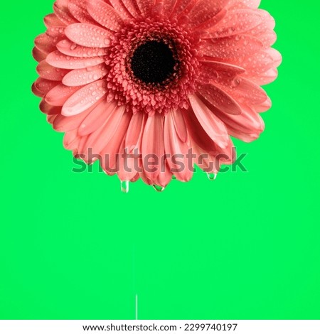 concept of morning dew illustrated by gerbera daisy flower with waterdroplets on green background