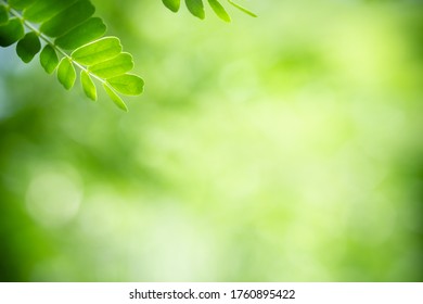 Concept nature of green leaf on blurred bokeh with copy space using as background natural, abstract background, greenery background, fresh wallpaper. - Shutterstock ID 1760895422