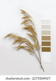 Concept: nature inspires colors. Paint samples for decorating and design. Deciding on colors. Neutral beige and gray color palette. - Shutterstock ID 2275504927
