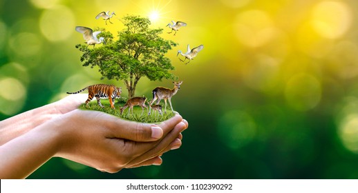 Concept Nature reserve conserve Wildlife reserve tiger Deer Global warming Food Loaf Ecology Human hands protecting the wild and wild animals tigers deer, trees in the hands green background Sun light - Shutterstock ID 1102390292